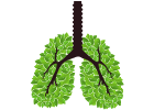 Atmungssystem - Kategorien - Beta Glucane