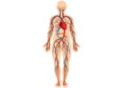 Blutkreislauf, Blutgefäße und Cholesterin - Kategorien - Psyllium-Faser