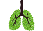 Atmungssystem